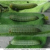 colias alfacariensis larva2 volg